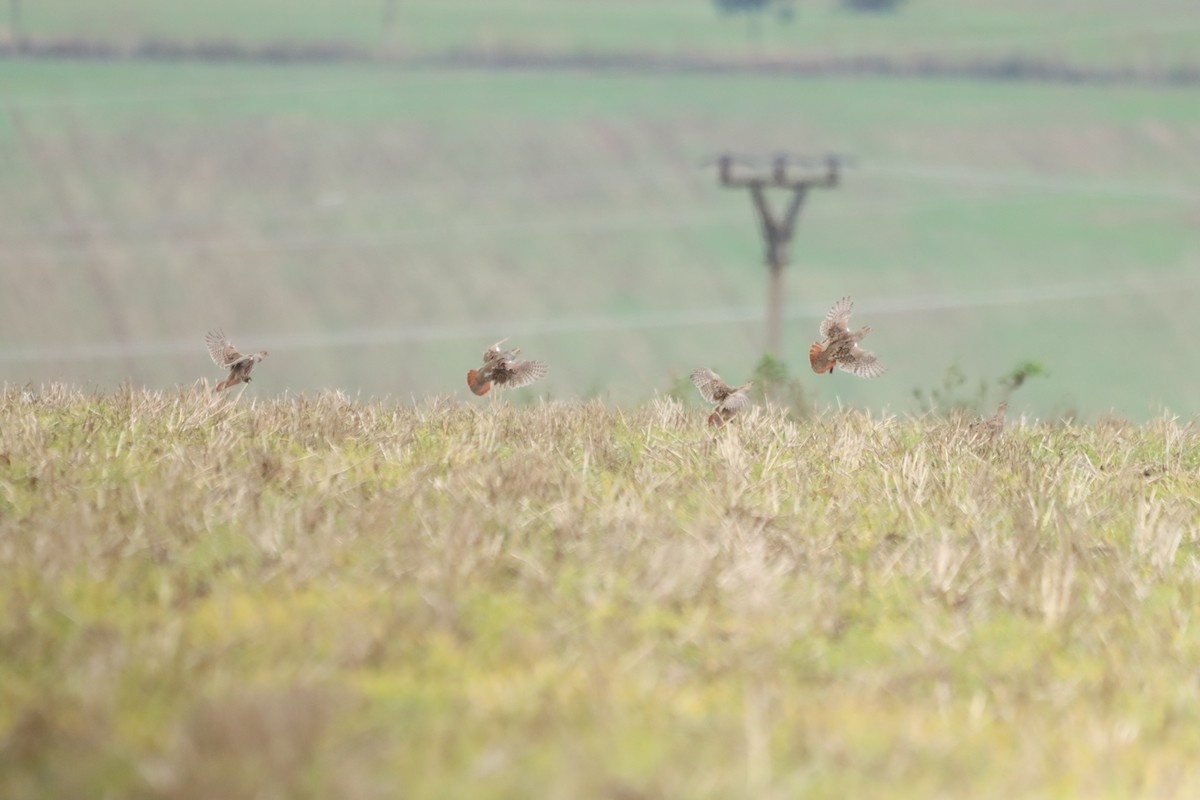 Gray Partridge - ML642544922