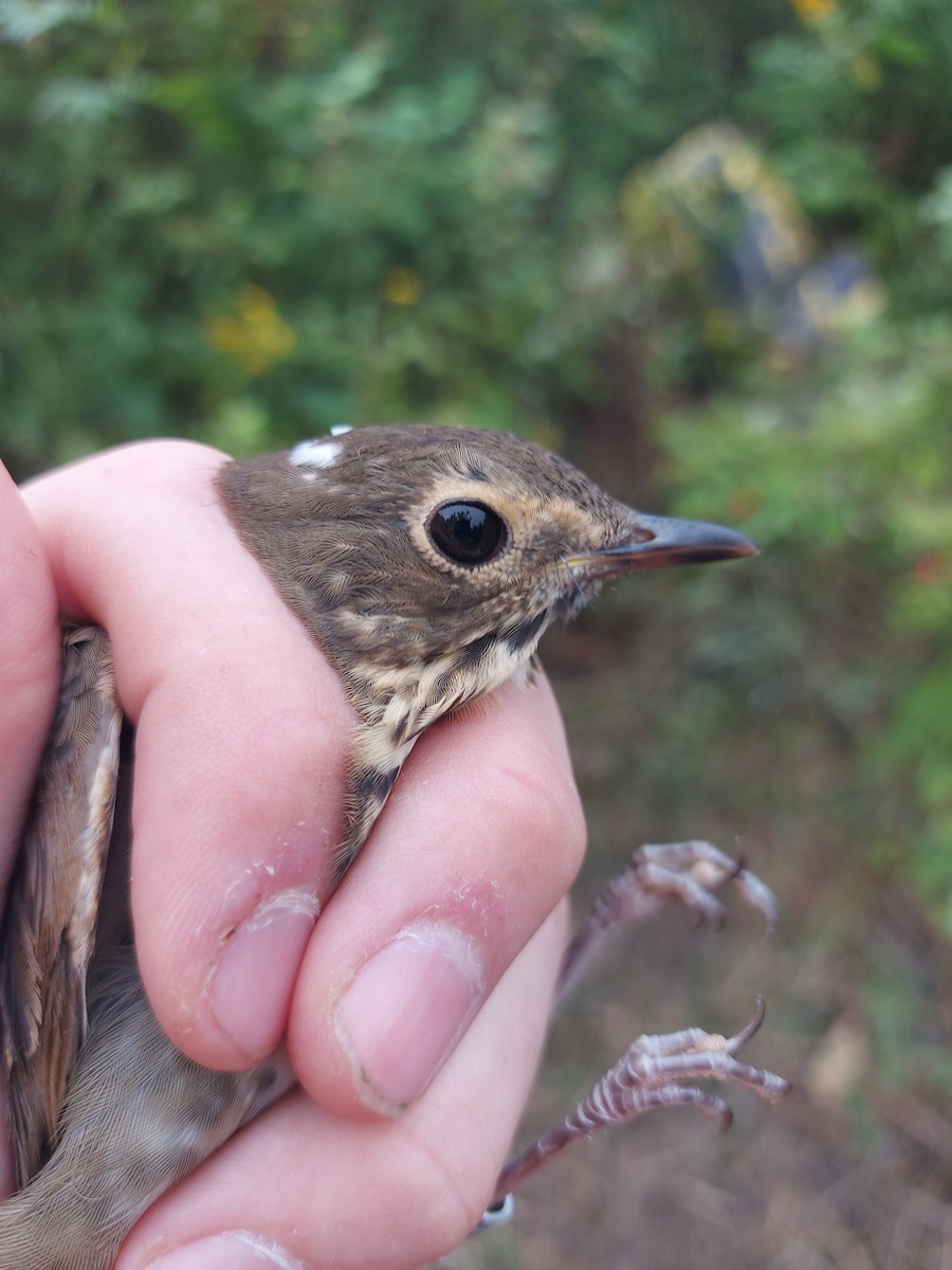 Swainson's Thrush - ML642544943