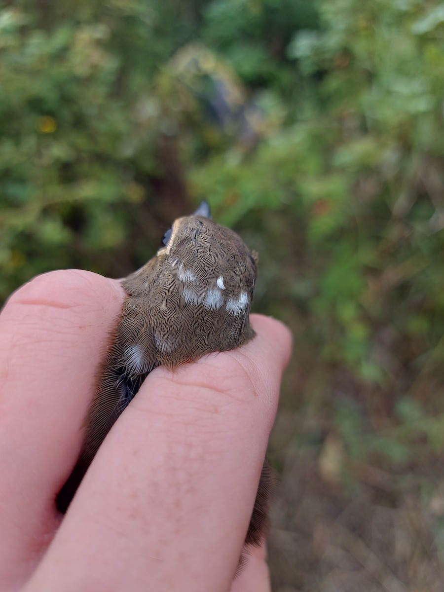 Swainson's Thrush - ML642544945