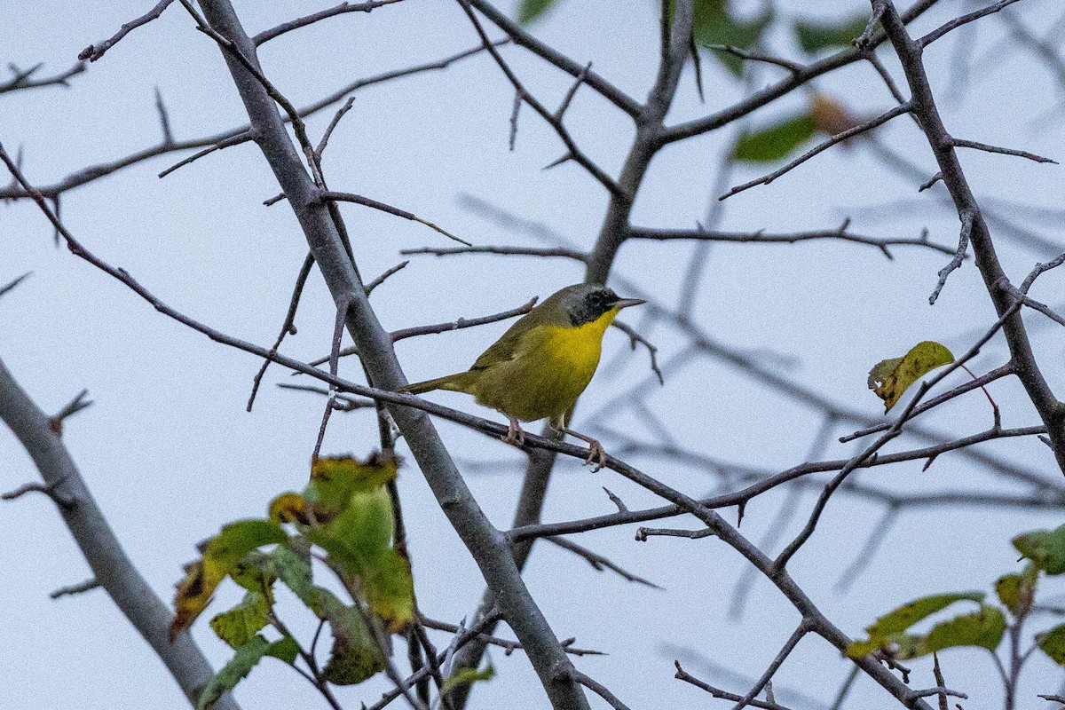 Common Yellowthroat - ML642544978