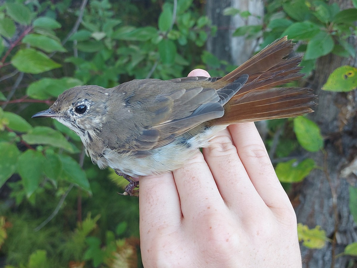 Hermit Thrush - ML642544984