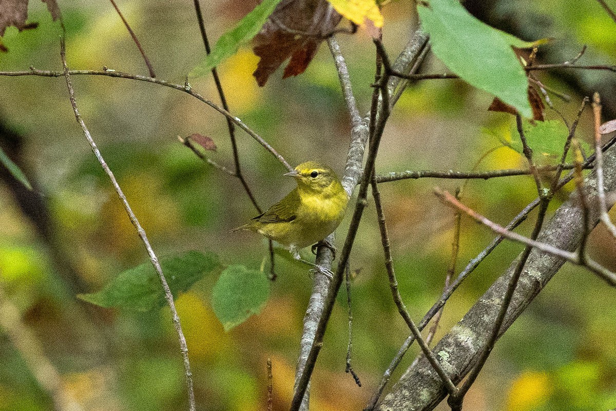 Tennessee Warbler - ML642544986