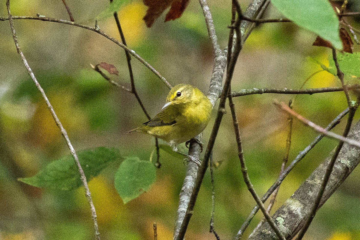Tennessee Warbler - ML642544992