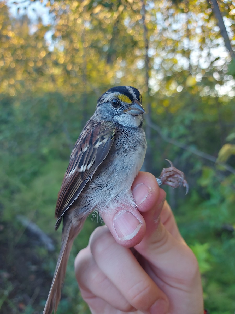White-throated Sparrow - ML642544995