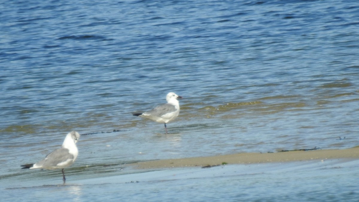 Laughing Gull - ML642545004