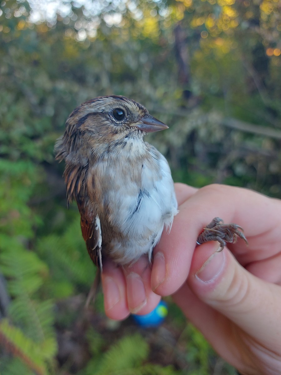 Swamp Sparrow - ML642545006