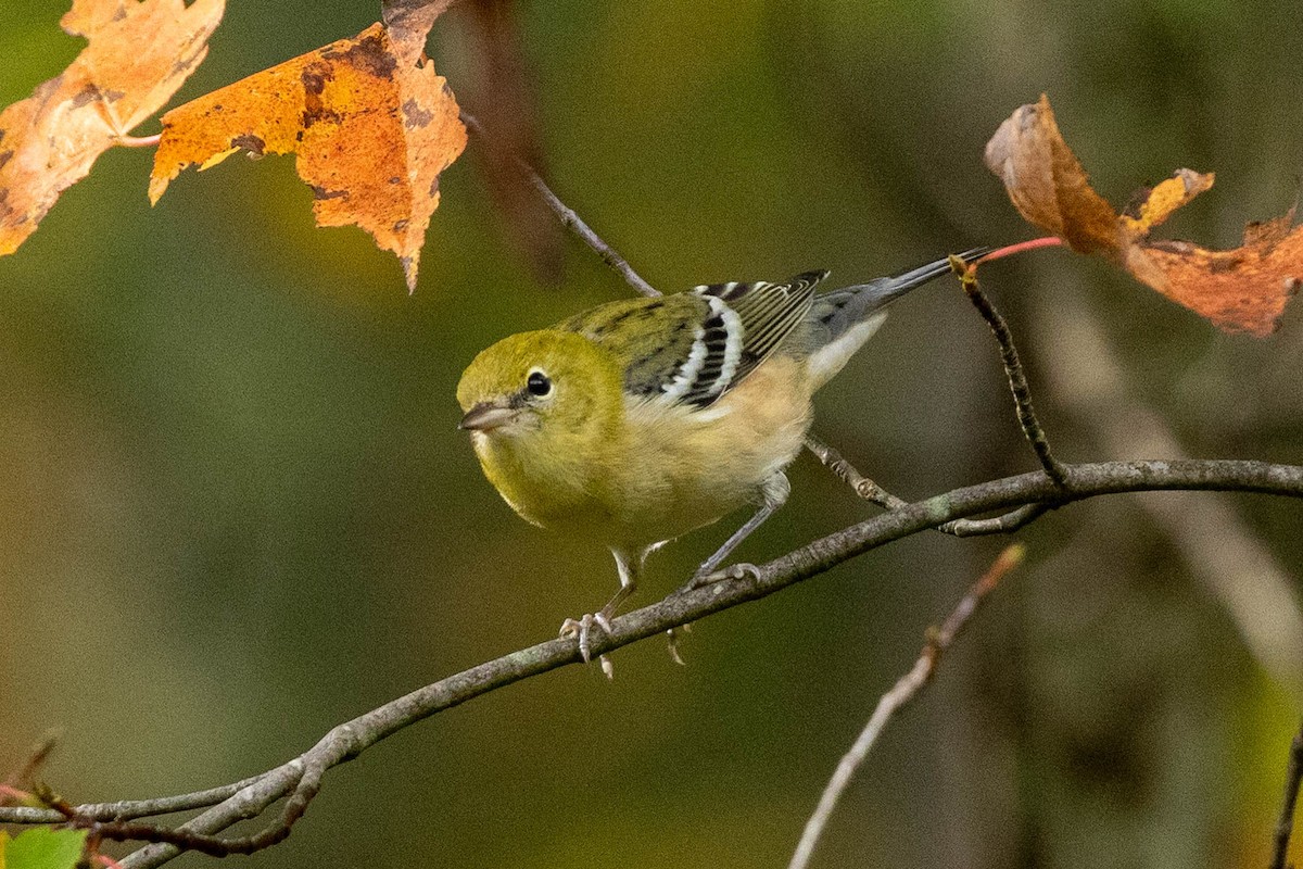 Bay-breasted Warbler - ML642545014