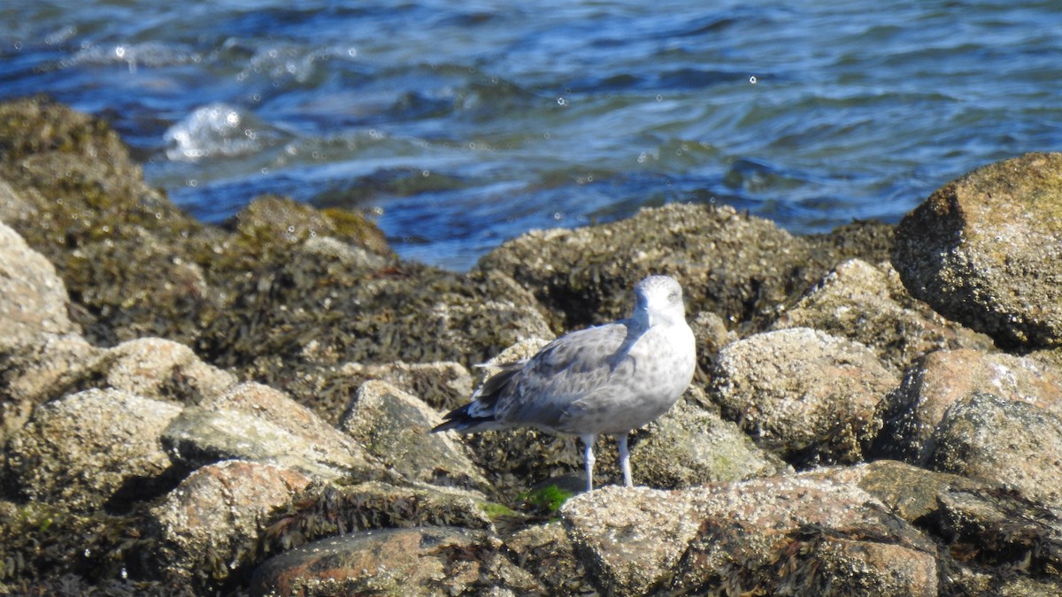 American Herring Gull - ML642545015