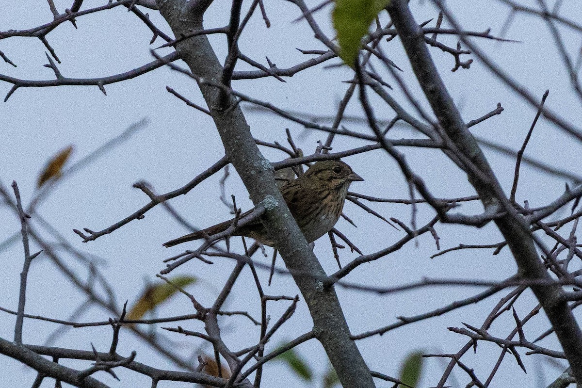 Lincoln's Sparrow - ML642545019