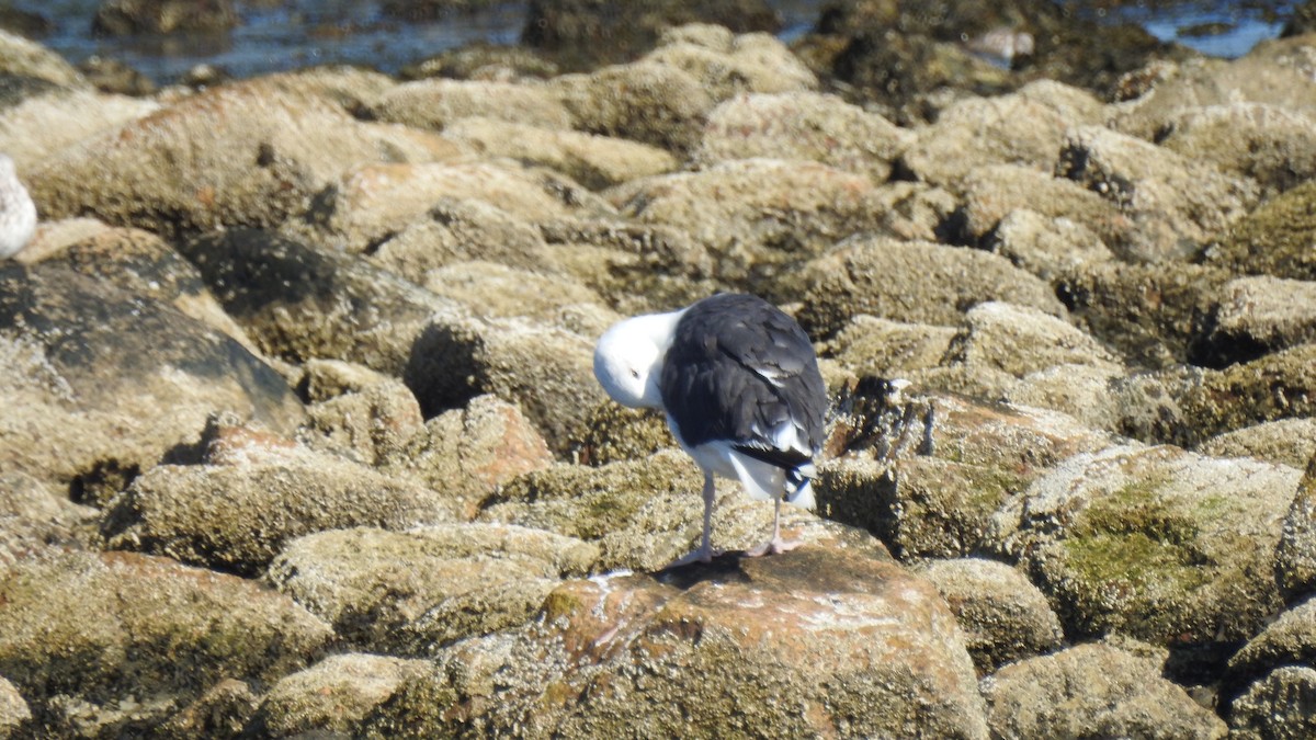Great Black-backed Gull - ML642545021