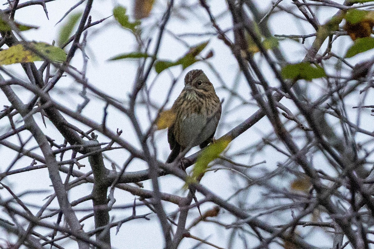 Lincoln's Sparrow - ML642545028