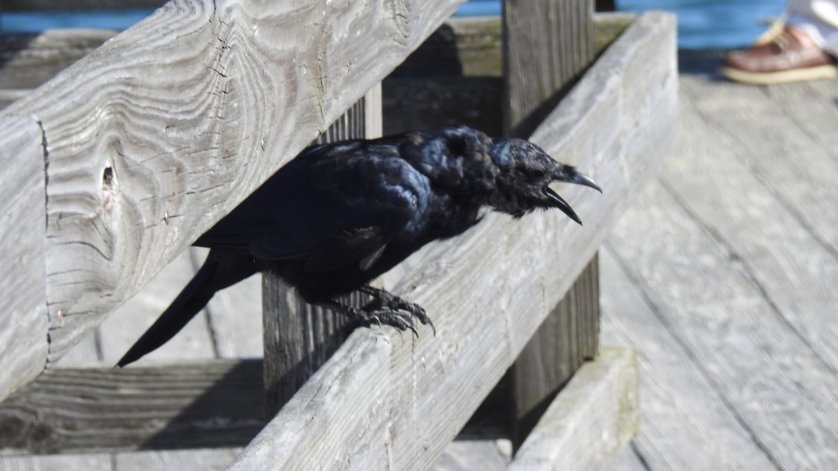 Fish Crow - ML642545030