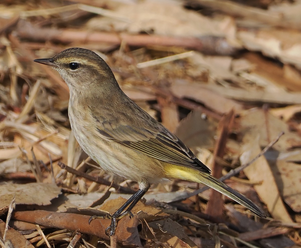 Palm Warbler - ML642545038