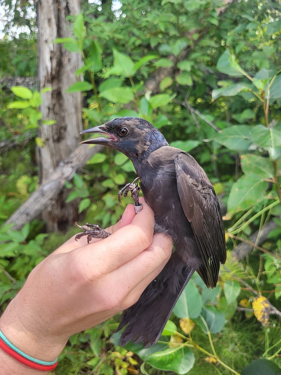 Common Grackle - ML642545047