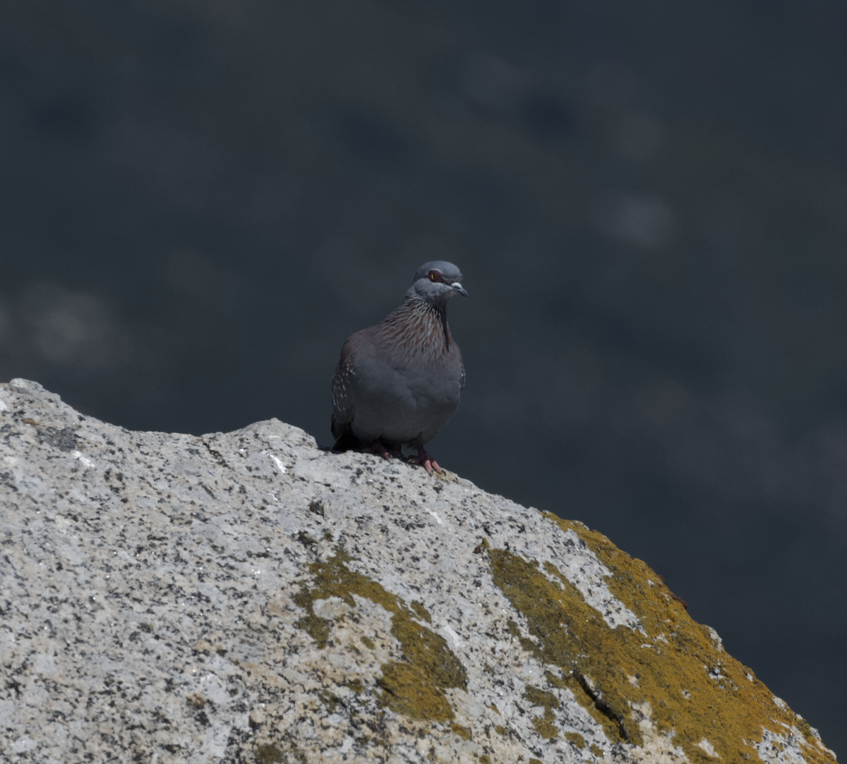 Speckled Pigeon - ML642545099