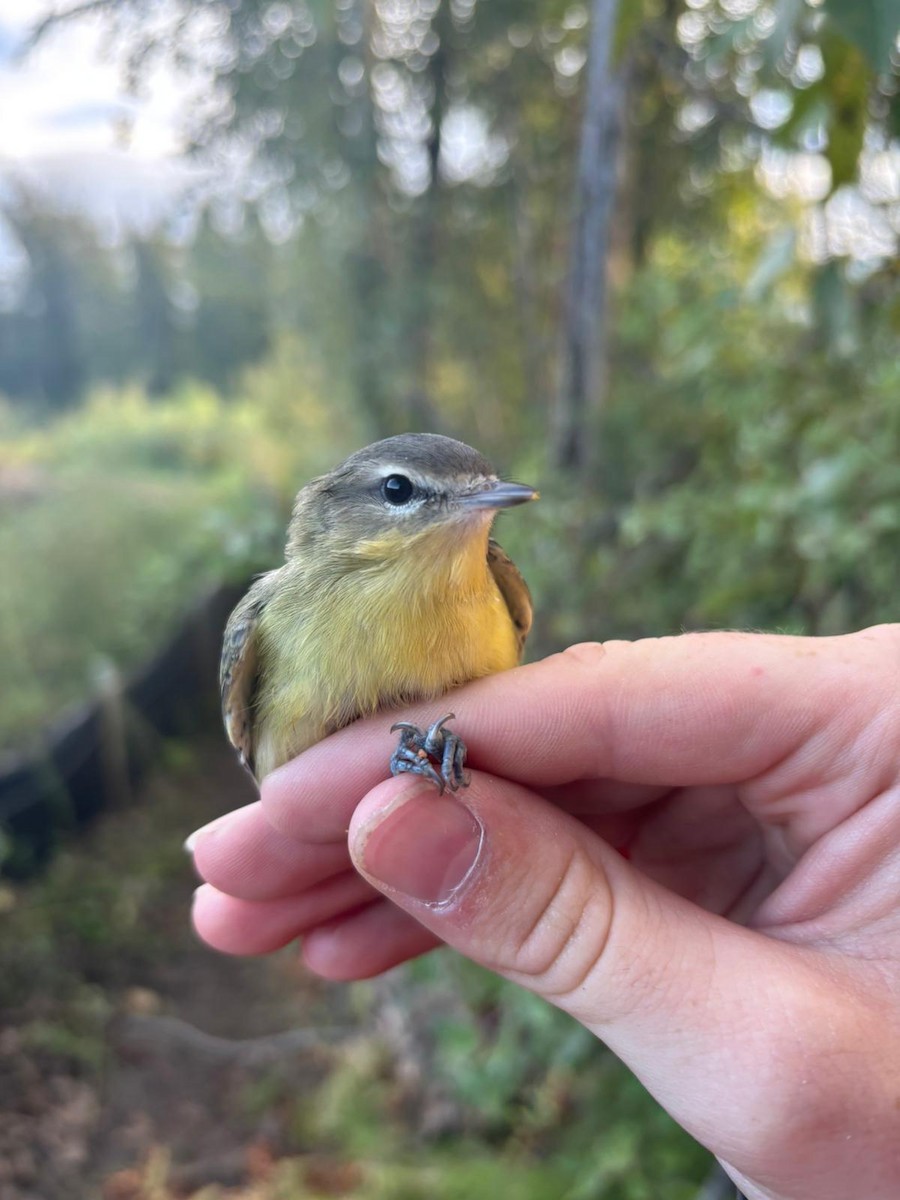 Philadelphia Vireo - ML642545113