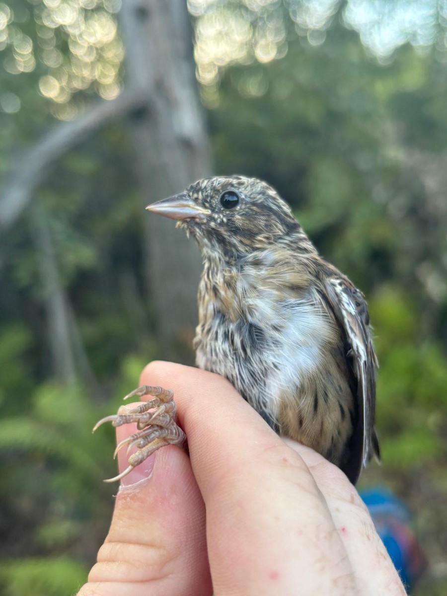 Swamp Sparrow - ML642545129