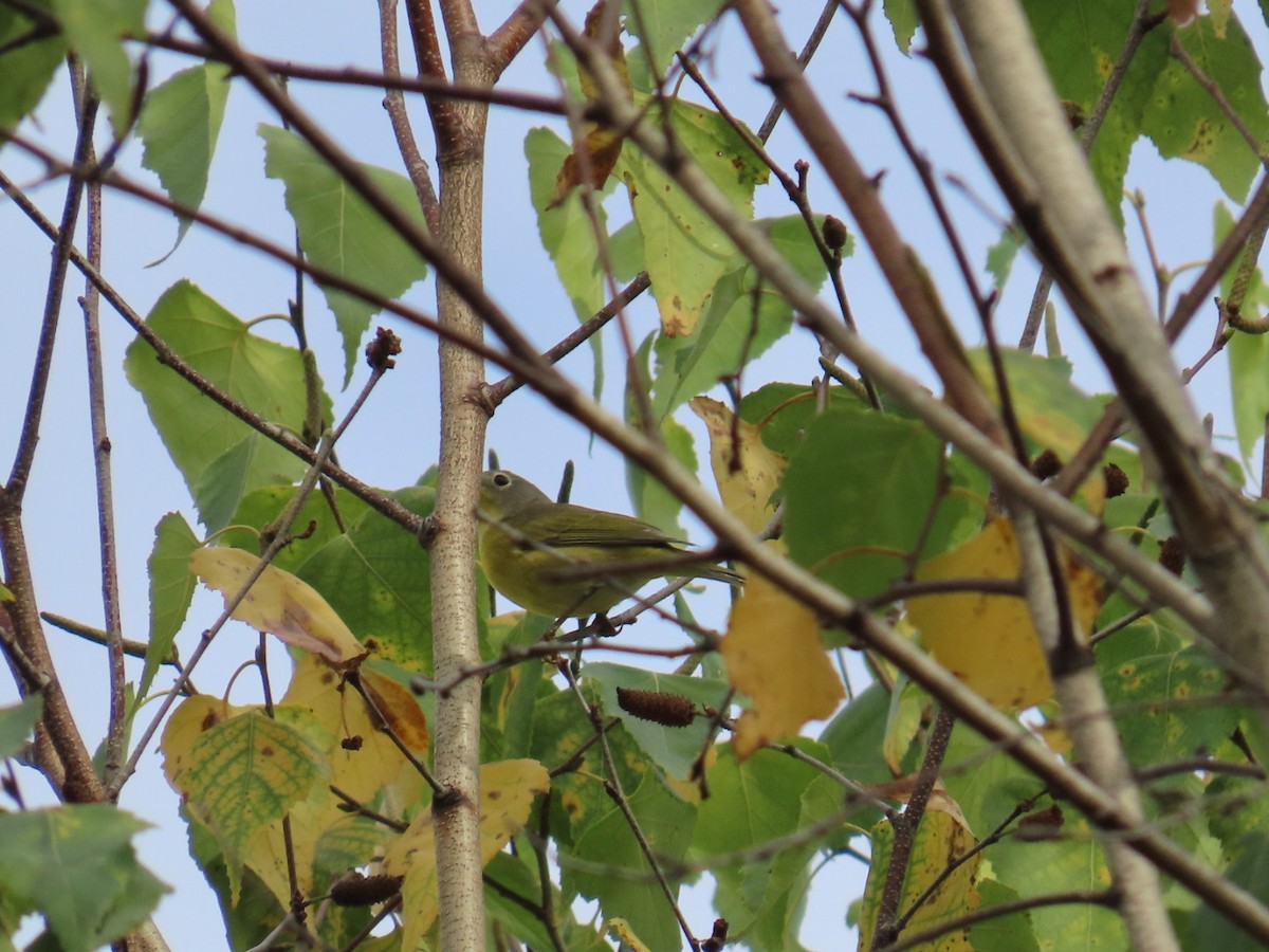 Nashville Warbler - ML642545138