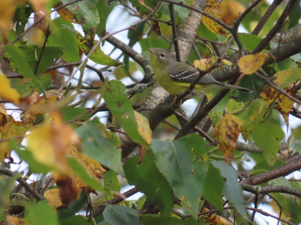 Magnolia Warbler - ML642545163