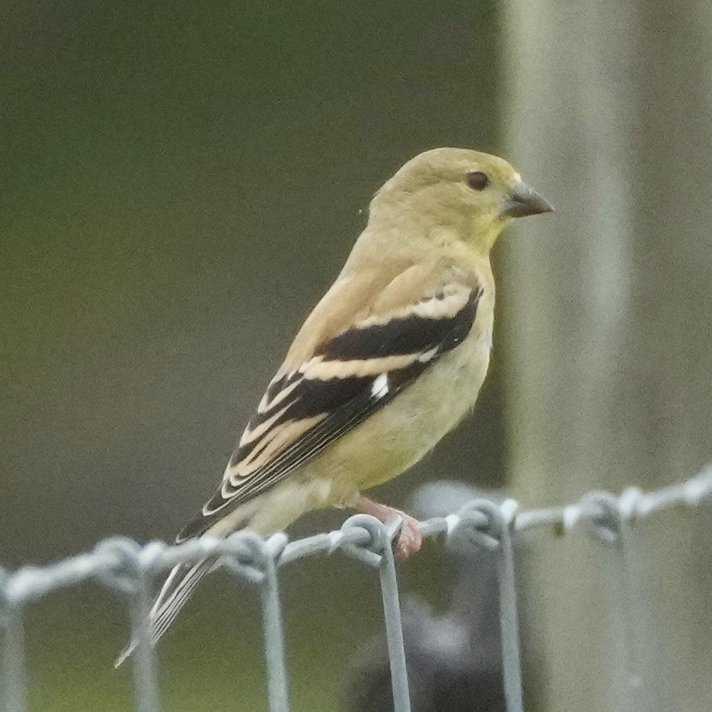 Chardonneret jaune - ML642545166