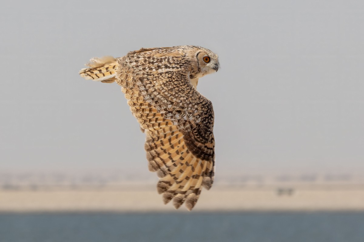 Pharaoh Eagle-Owl - ML642545195