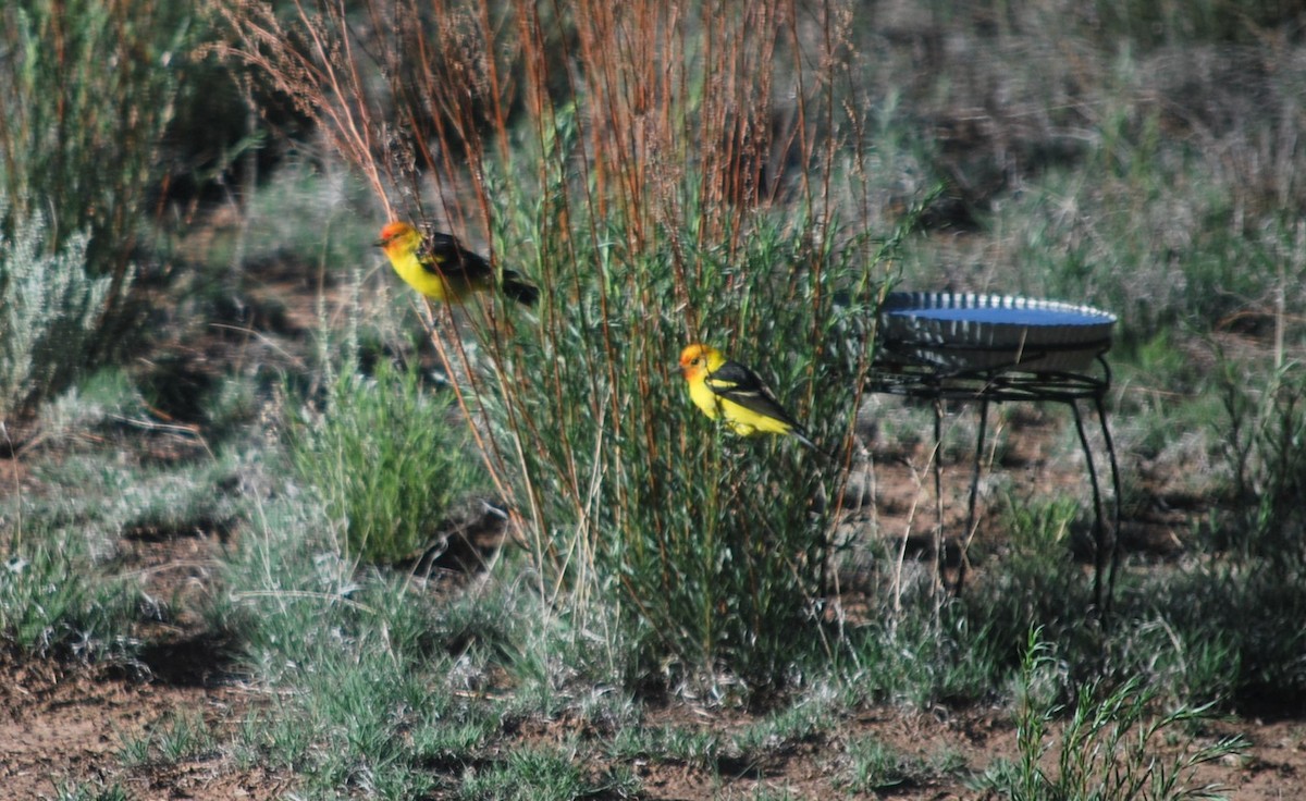 Western Tanager - ML642545200