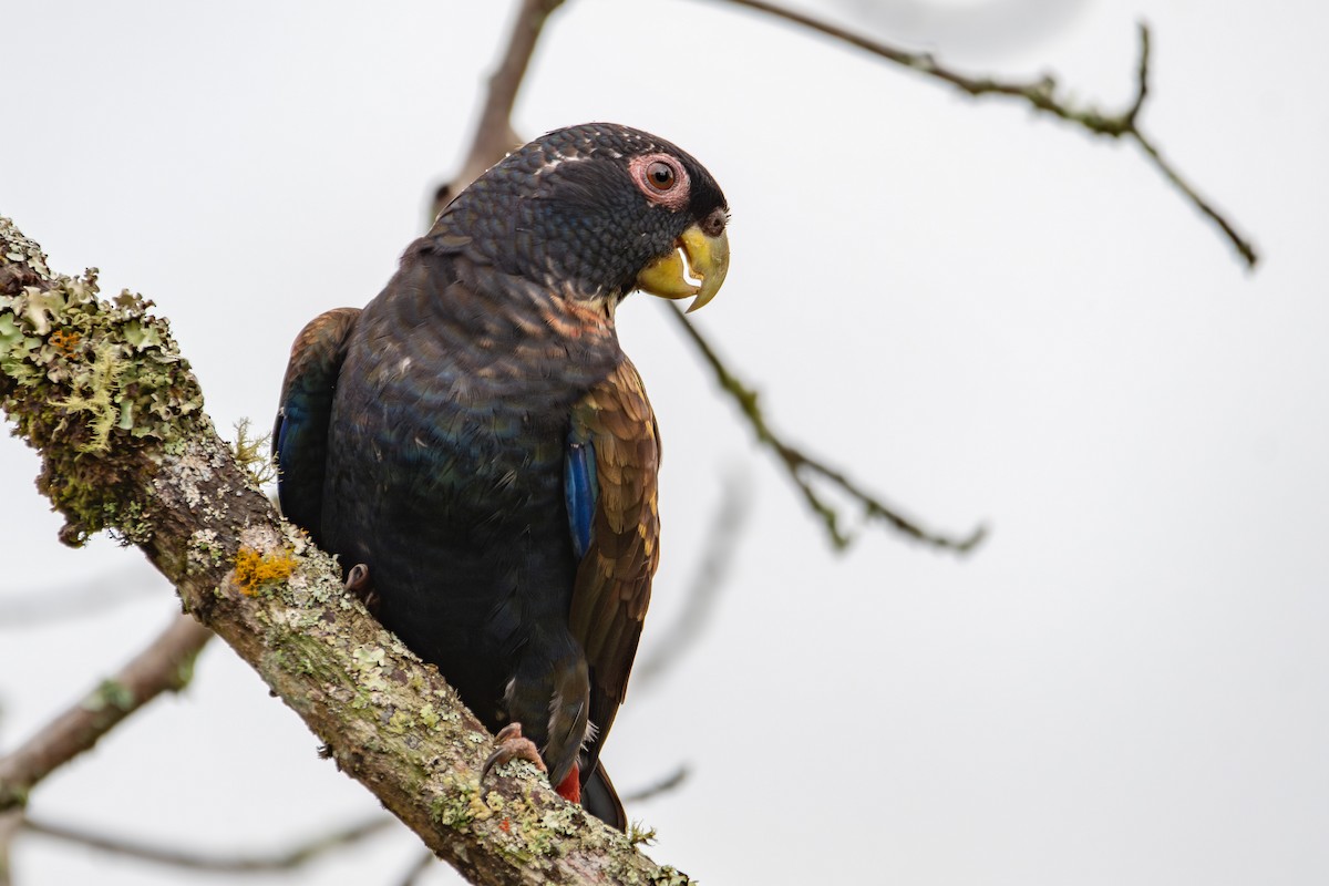 Bronze-winged Parrot - ML642545208