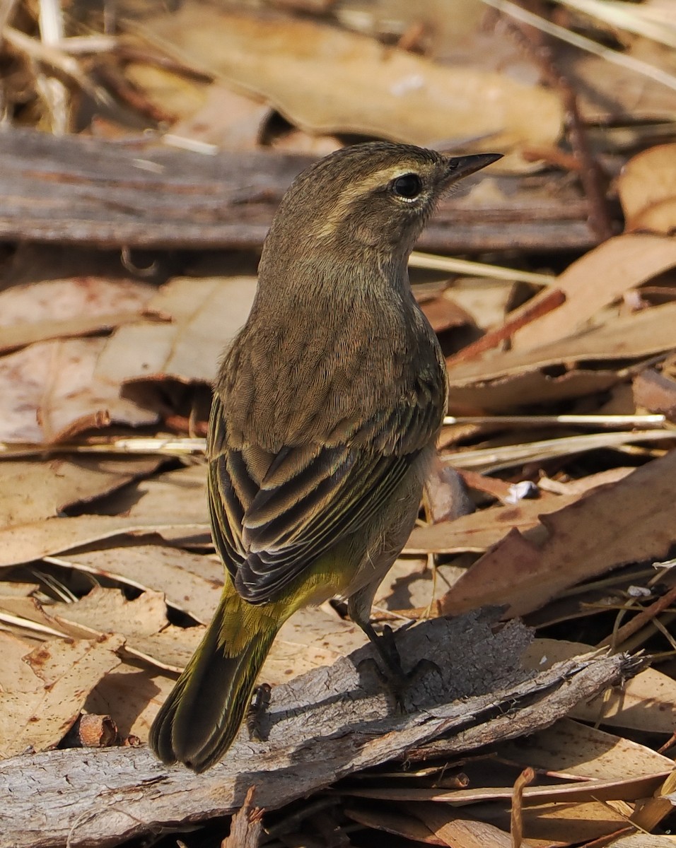 Palm Warbler - ML642545212