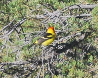Western Tanager - ML642545307