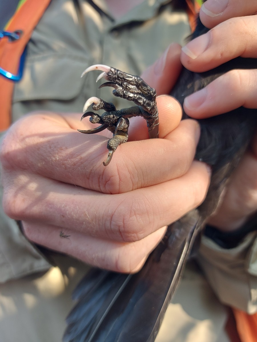 Common Grackle - ML642545323