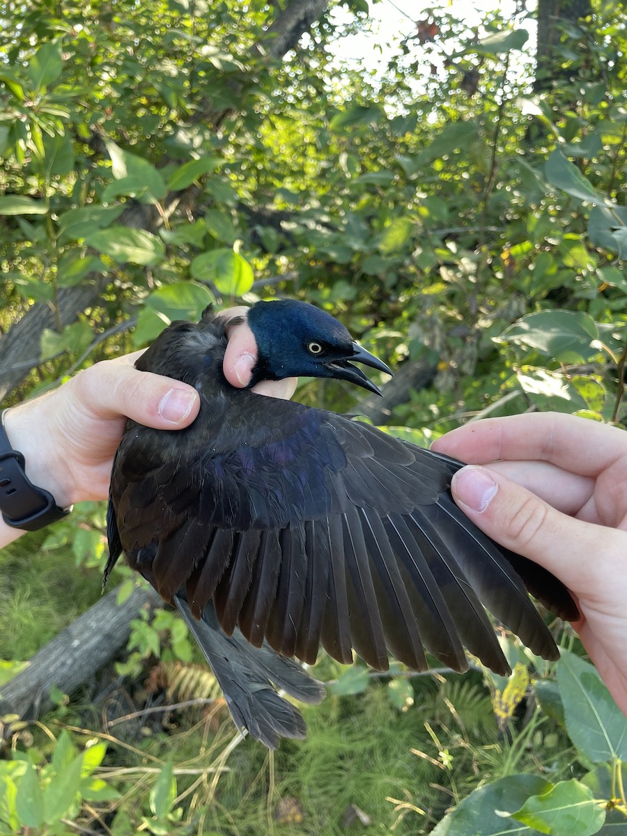 Common Grackle - ML642545324
