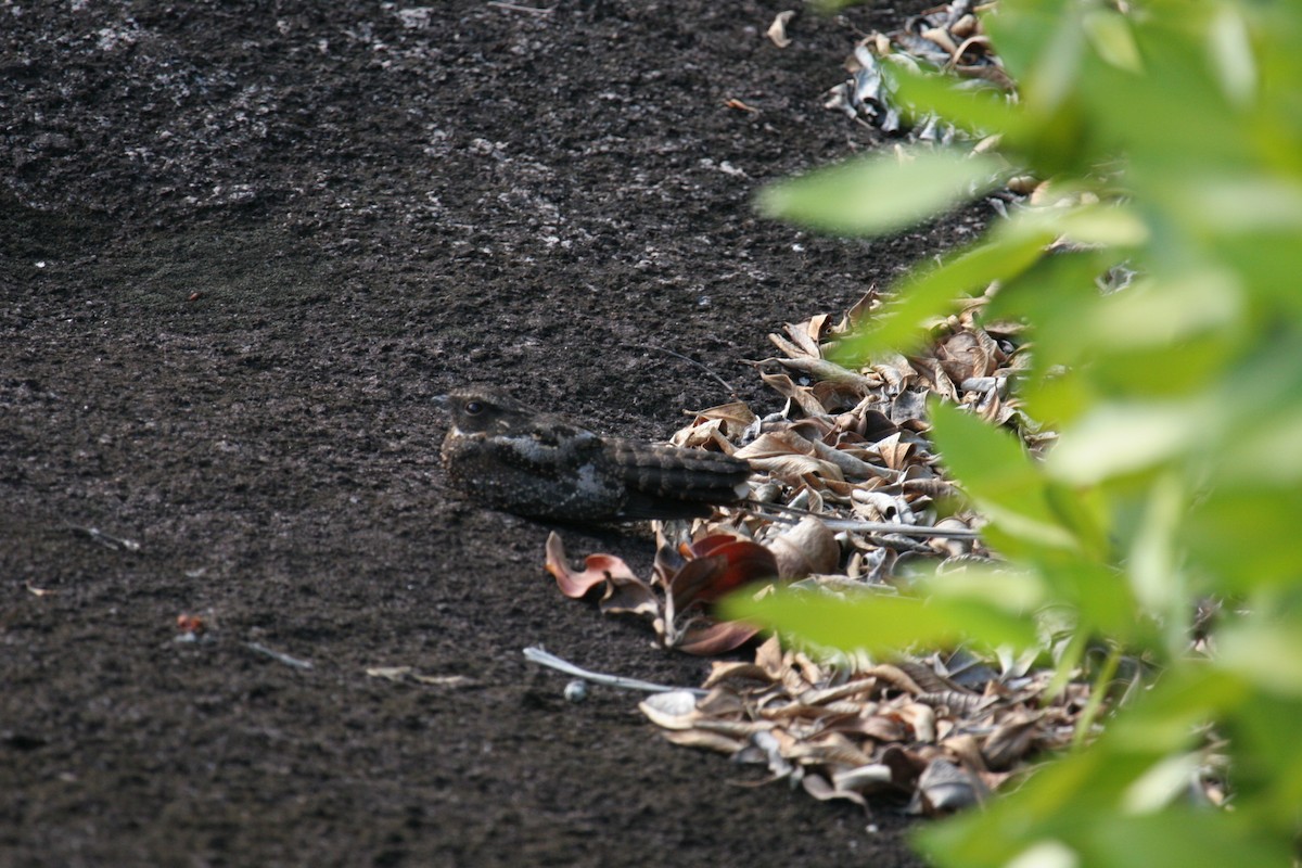 Blackish Nightjar - ML642545334