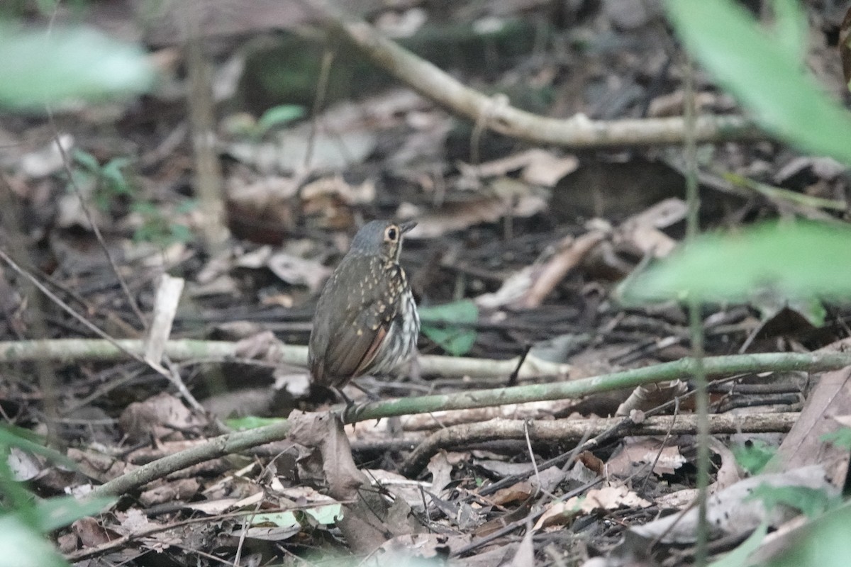 Grallaire à lunettes - ML642545349
