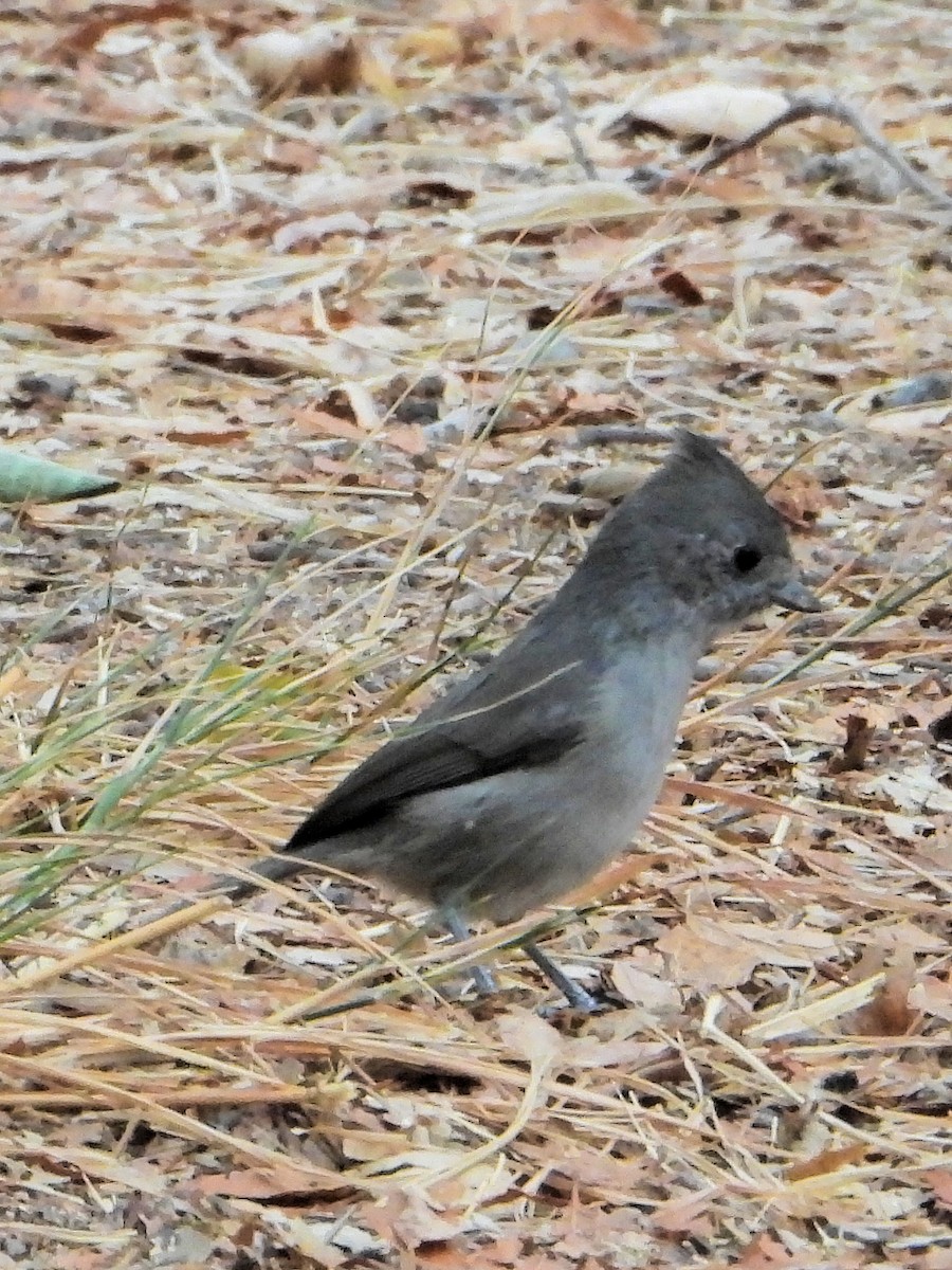 Oak Titmouse - ML642545369