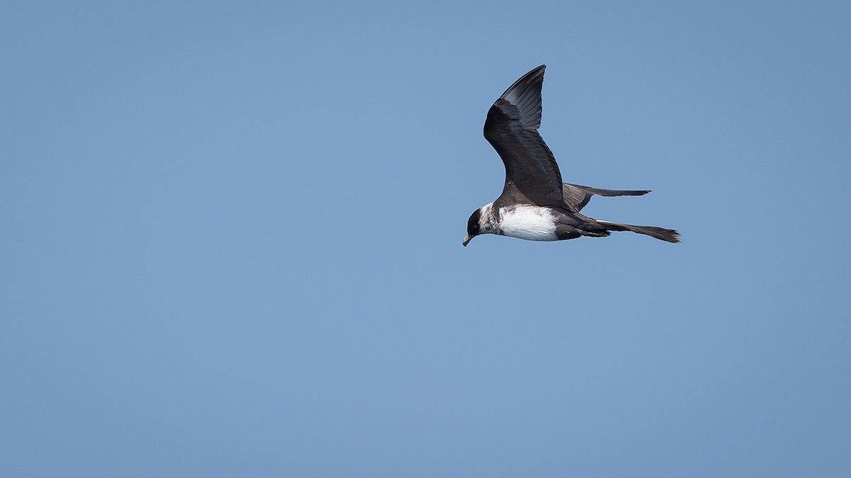 Pomarine Jaeger - ML642545374