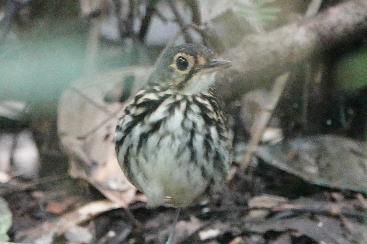 Grallaire à lunettes - ML642545391