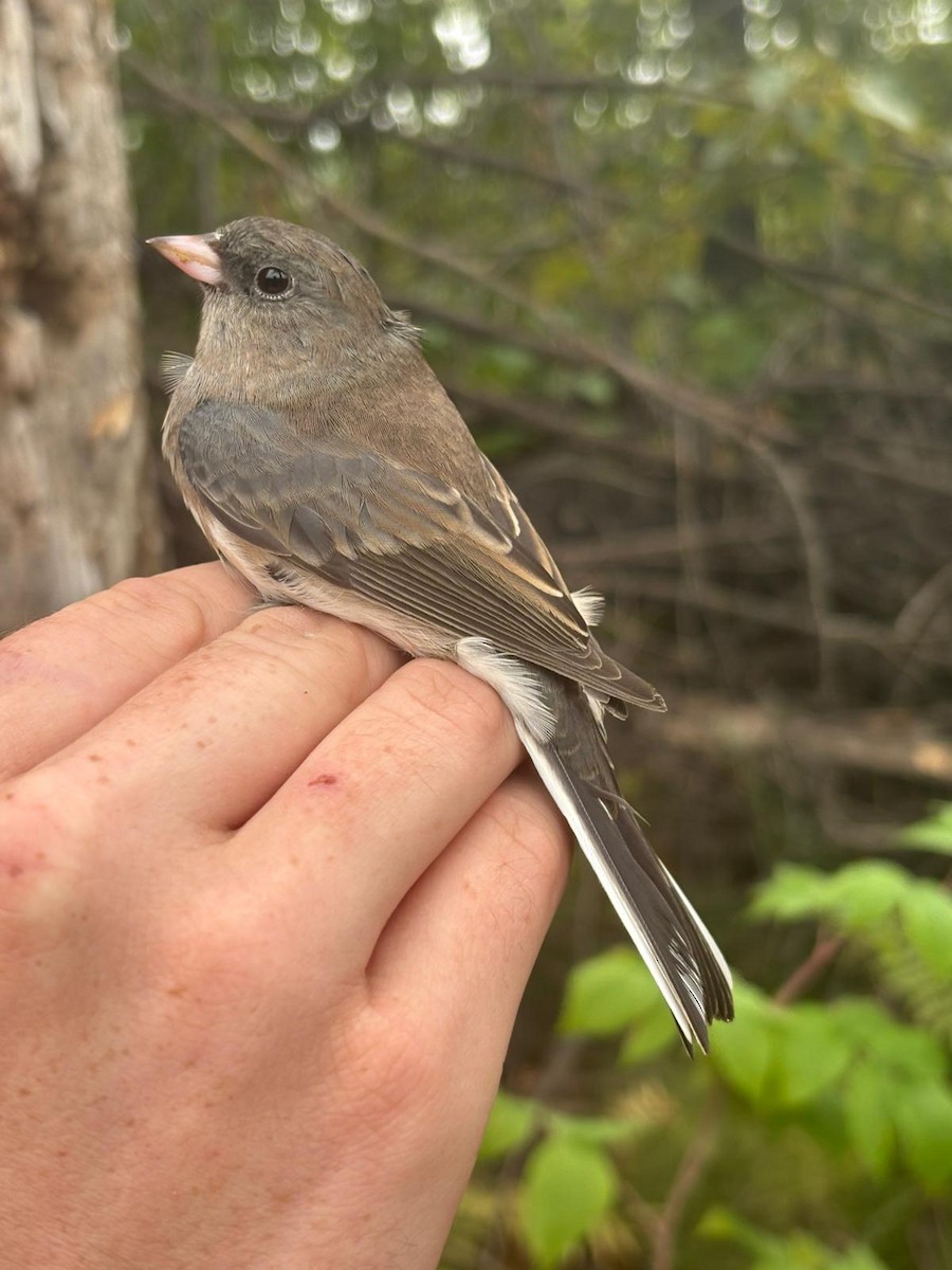Dark-eyed Junco (Slate-colored) - ML642545420