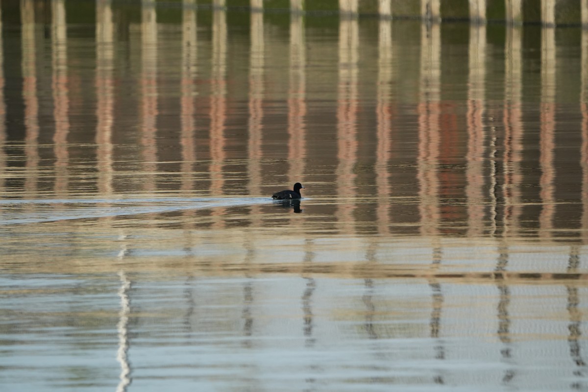 American Coot - ML642545427