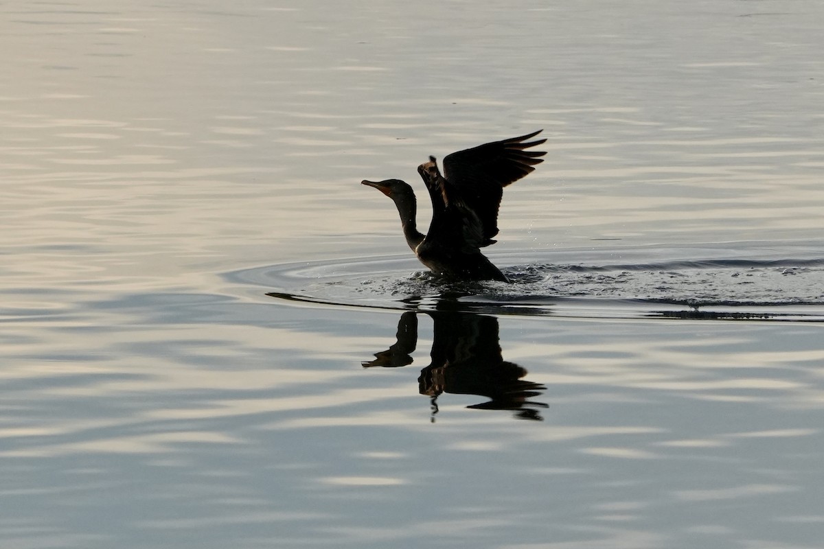 Double-crested Cormorant - ML642545468
