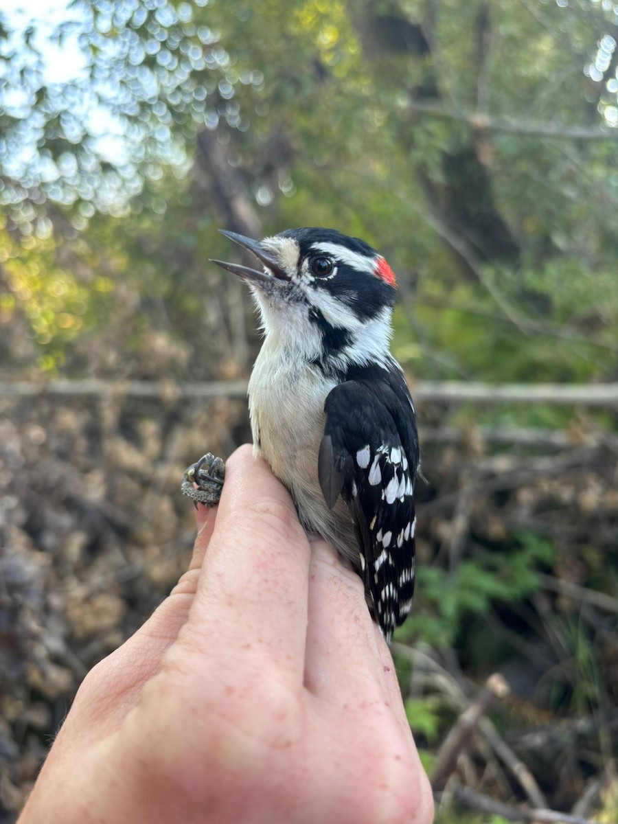 Downy Woodpecker - ML642545494