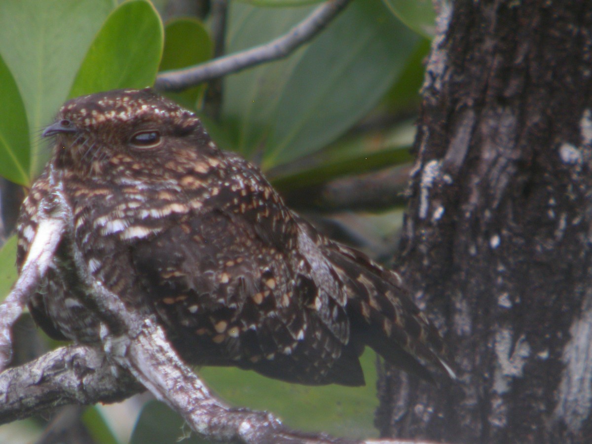 Blackish Nightjar - ML642545498