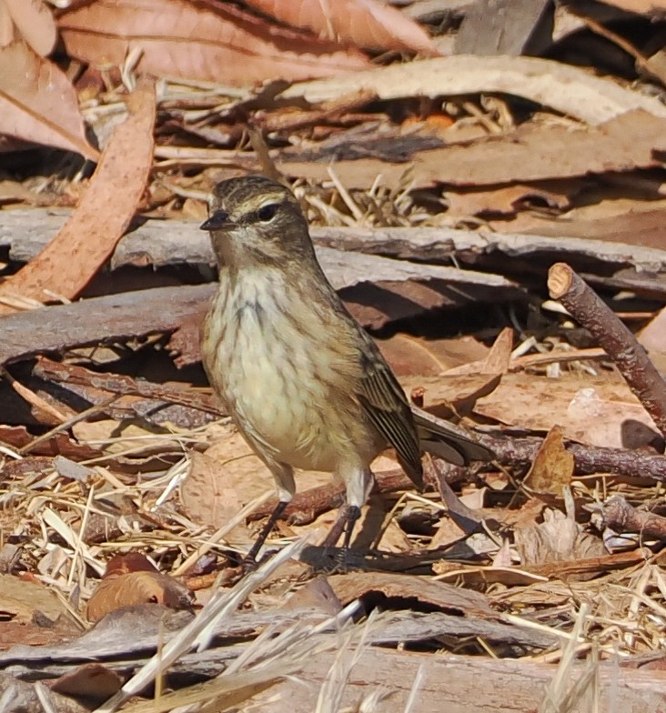 Palm Warbler - ML642545534