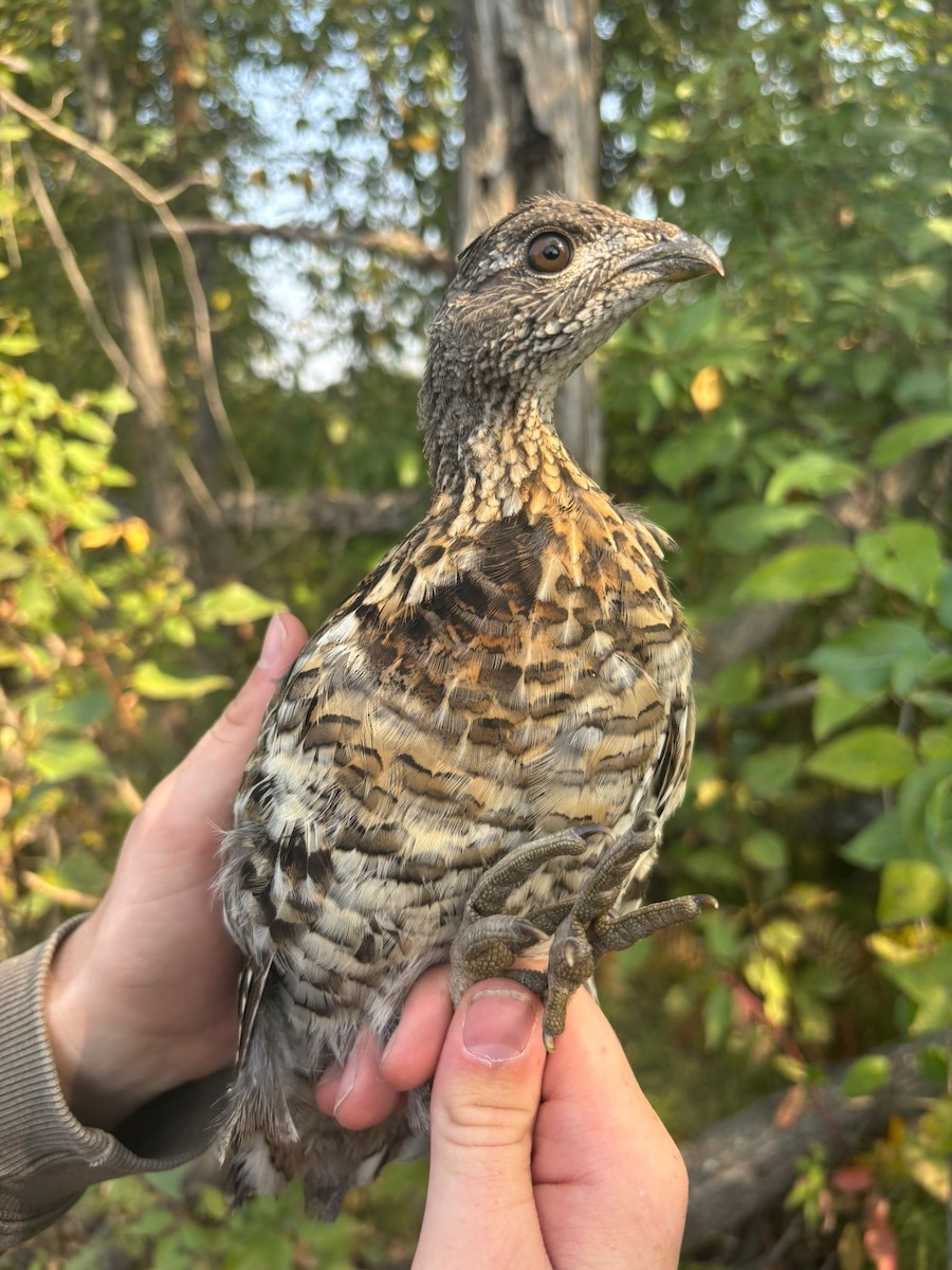 Ruffed Grouse - ML642545539