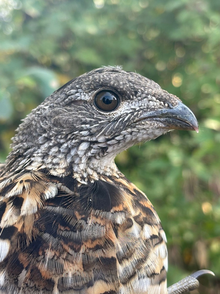 Ruffed Grouse - ML642545540