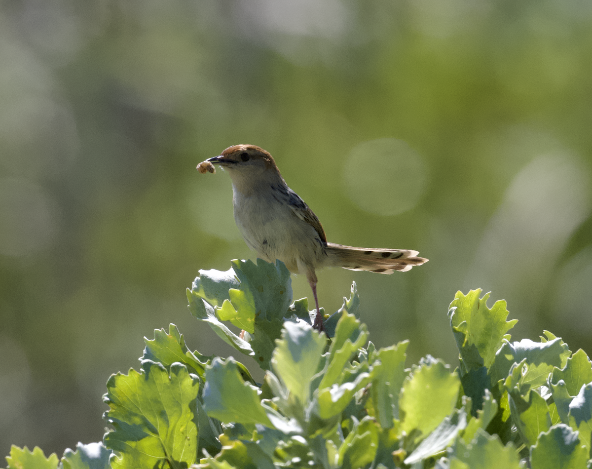 Levaillant's Cisticola - ML642545550