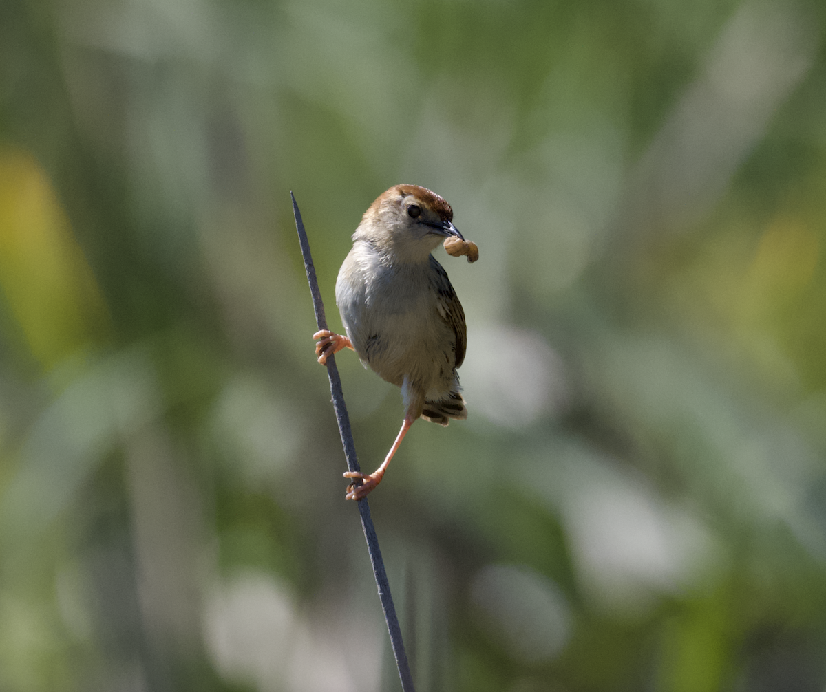 Levaillant's Cisticola - ML642545551