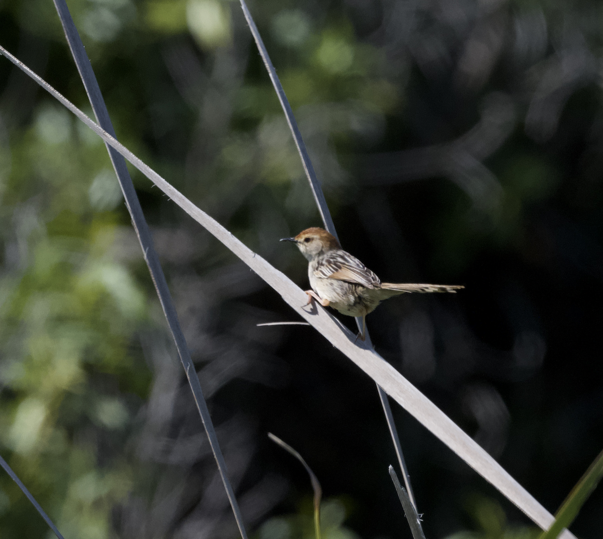 Levaillant's Cisticola - ML642545552