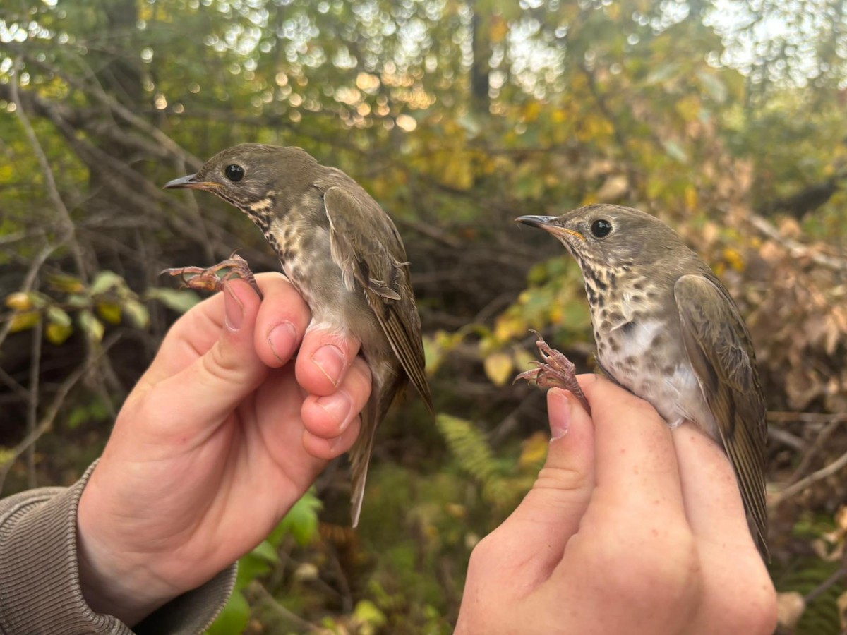 Gray-cheeked Thrush - ML642545614