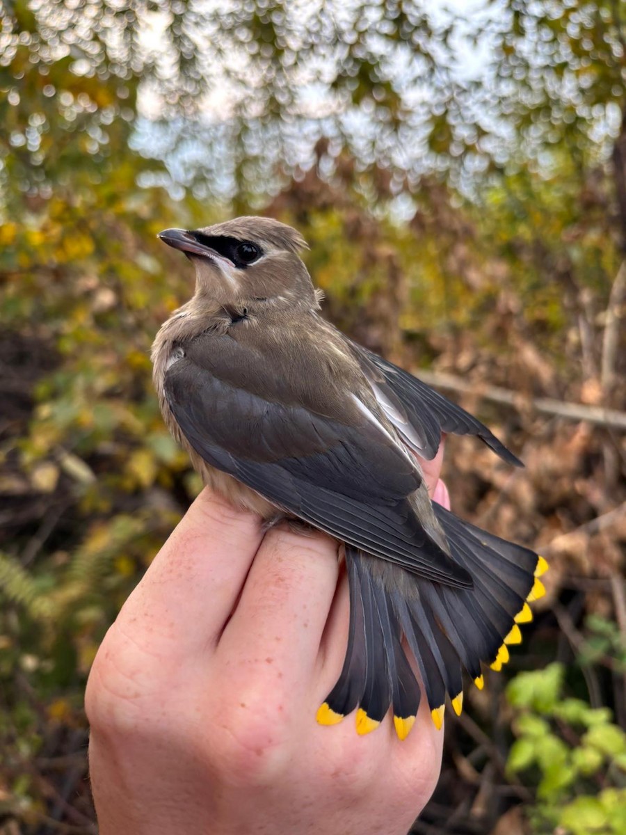 Cedar Waxwing - ML642545623