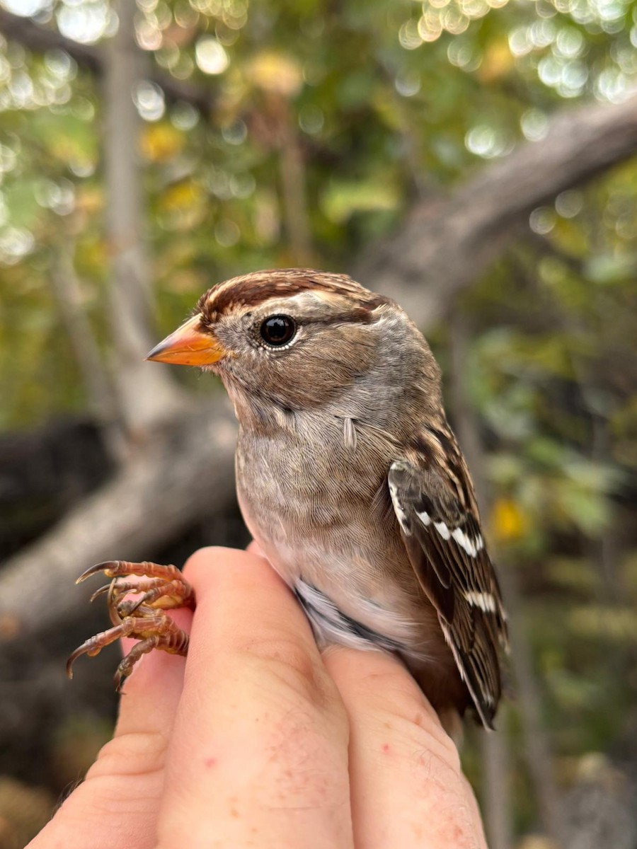 White-crowned Sparrow - ML642545680